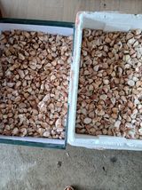 팜모닝 기타작물·영농일지 게시글 이미지