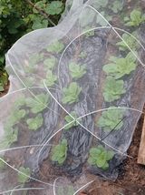 팜모닝 기타작물·영농일지 게시글 이미지