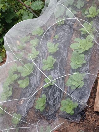 새창고개님의 기타작물 · 영농일지 작성글 사진