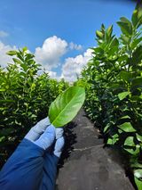 팜모닝 기타작물·영농일지 게시글 이미지