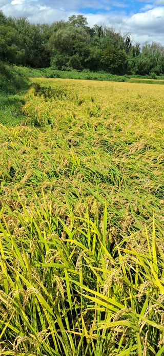 이복길님의 벼 · 영농일지 작성글 사진