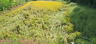 이복길님의 벼 · 영농일지 작성글 사진