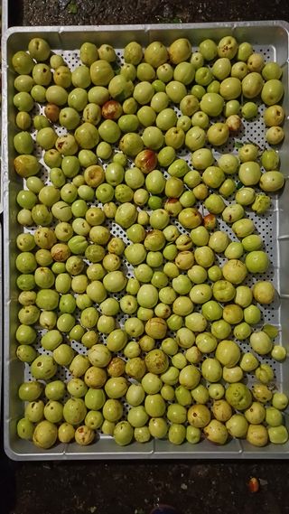 나다1004님의 배추 · 영농일지 작성글 사진