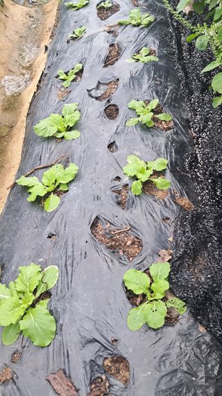 울산연안님의 기타작물 · 영농일지 작성글 사진