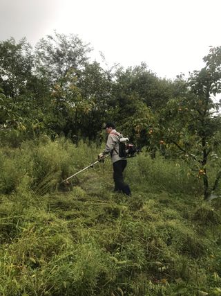 정규환님의 감 · 영농일지 작성글 사진