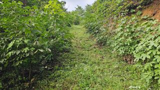 염봉섭님의 기타작물 · 영농일지 작성글 사진