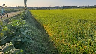 김응균님의 벼 · 영농일지 작성글 사진