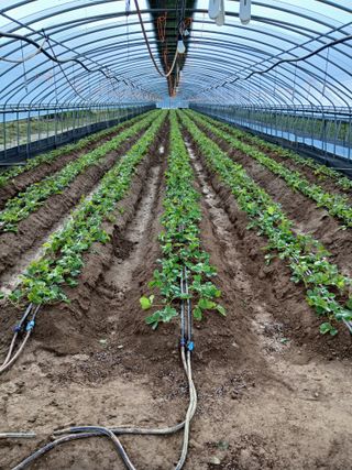 신아정님의 딸기 · 영농일지 작성글 사진