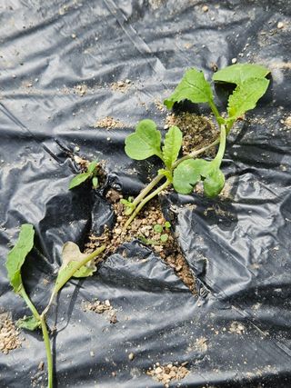 김해열님의 기타작물 · 영농일지 작성글 사진