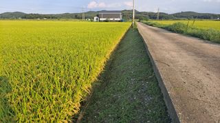 김응균님의 벼 · 영농일지 작성글 사진