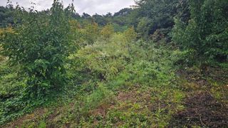 염봉섭님의 기타작물 · 영농일지 작성글 사진