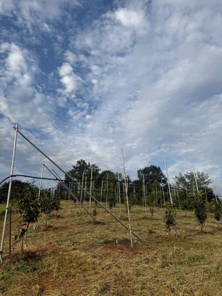 4륜구동경운기님의 감 · 영농일지 작성글 사진
