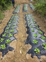 팜모닝 배추·영농일지 게시글 이미지