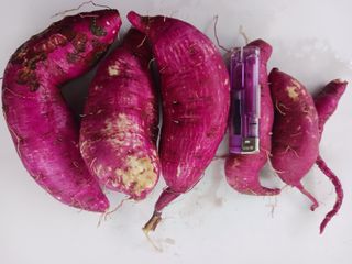 혁이네농원님의 고구마 · 영농일지 작성글 사진