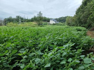 권병☆님의 배추 · 영농일지 작성글 사진