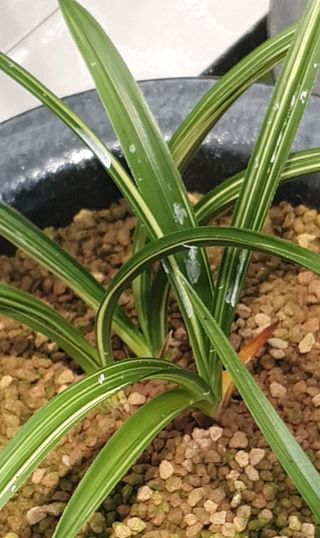 문봉갑님의 기타작물 · 영농일지 작성글 사진