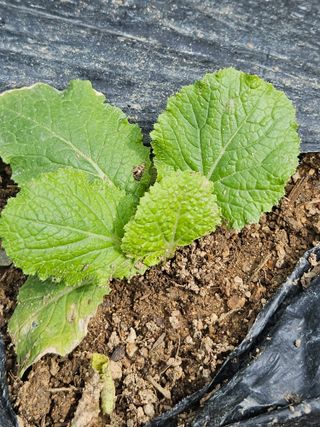 김해열님의 기타작물 · 영농일지 작성글 사진