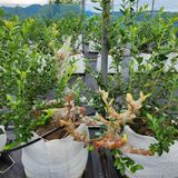 팜모닝 블루베리·영농일지 게시글 이미지