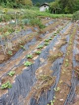 팜모닝 기타작물·영농일지 게시글 이미지