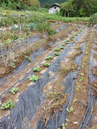 이영숙님의 기타작물 · 영농일지 작성글 사진