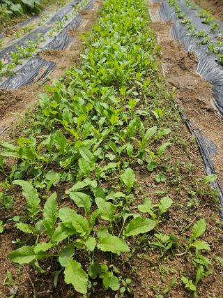 김해열님의 기타작물 · 영농일지 작성글 사진