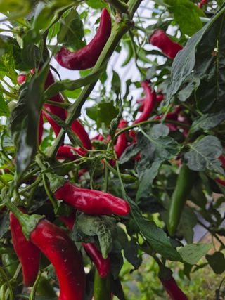 정조연님의 기타작물 · 영농일지 작성글 사진