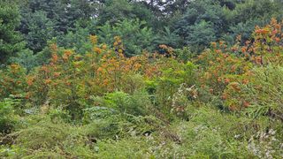 염봉섭님의 기타작물 · 영농일지 작성글 사진