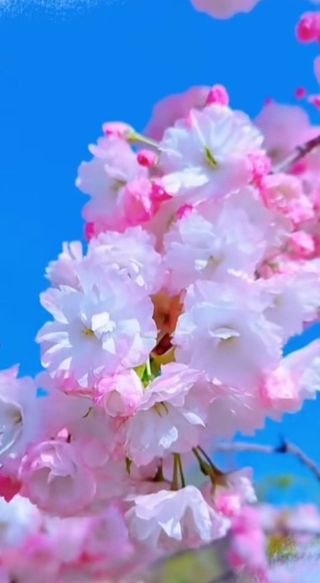 혁이네농원님의 고구마 · 영농일지 작성글 사진