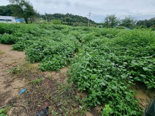 권병☆님의 배추 · 영농일지 작성글 사진