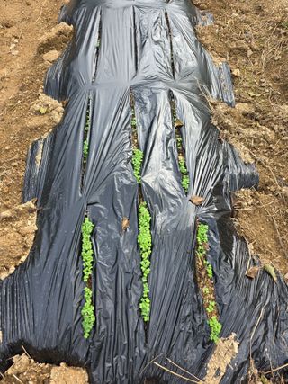 경주농장님의 배추 · 영농일지 작성글 사진