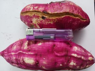 혁이네농원님의 고구마 · 영농일지 작성글 사진