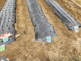 gksfid1112님의 시금치 · 영농일지 작성글 사진