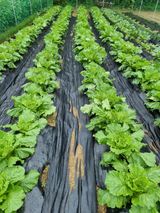 팜모닝 배추·영농일지 게시글 이미지