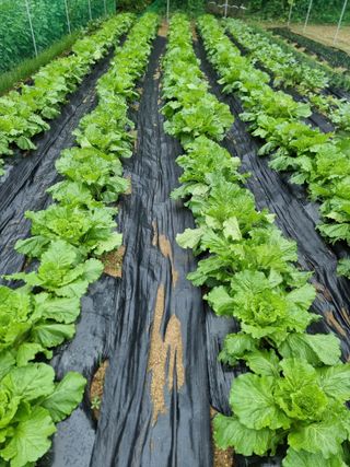 권병☆님의 배추 · 영농일지 작성글 사진