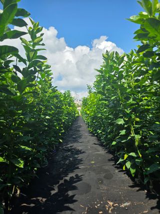 민성종묘(감귤묘목)님의 기타작물 · 영농일지 작성글 사진