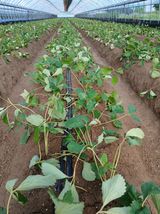 팜모닝 딸기·영농일지 게시글 이미지