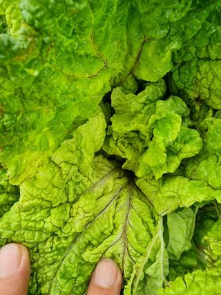 권병☆님의 배추 · 영농일지 작성글 사진