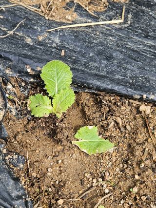 김해열님의 기타작물 · 영농일지 작성글 사진