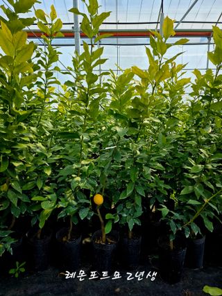 민성종묘(감귤묘목)님의 기타작물 · 영농일지 작성글 사진