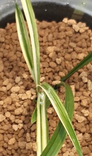 문봉갑님의 기타작물 · 영농일지 작성글 사진