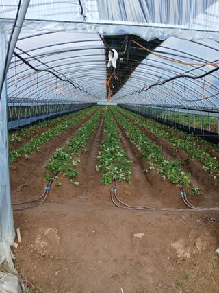 신아정님의 딸기 · 영농일지 작성글 사진