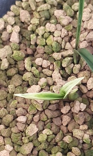 문봉갑님의 기타작물 · 영농일지 작성글 사진