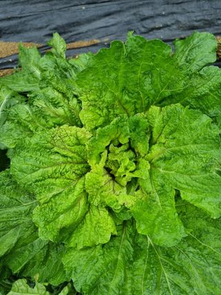 권병☆님의 배추 · 영농일지 작성글 사진