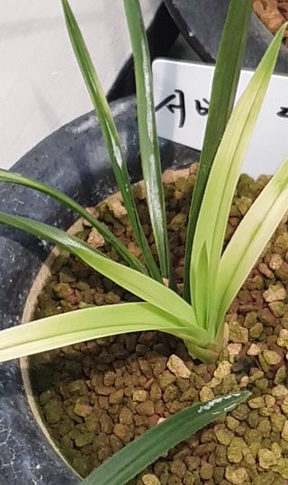 문봉갑님의 기타작물 · 영농일지 작성글 사진