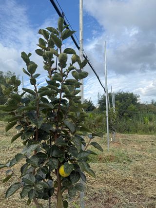 4륜구동경운기님의 감 · 영농일지 작성글 사진