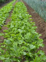 팜모닝 기타작물·영농일지 게시글 이미지