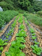 팜모닝 기타작물·영농일지 게시글 이미지