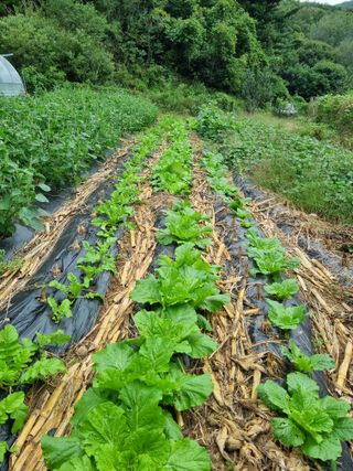 심기섭님의 기타작물 · 영농일지 작성글 사진