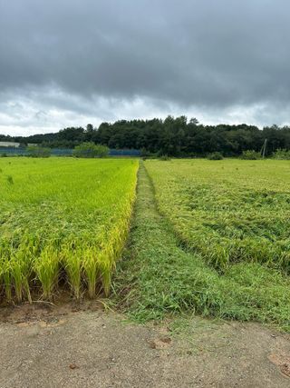 4륜구동경운기님의 감 · 영농일지 작성글 사진