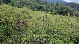 염봉섭님의 기타작물 · 영농일지 작성글 사진